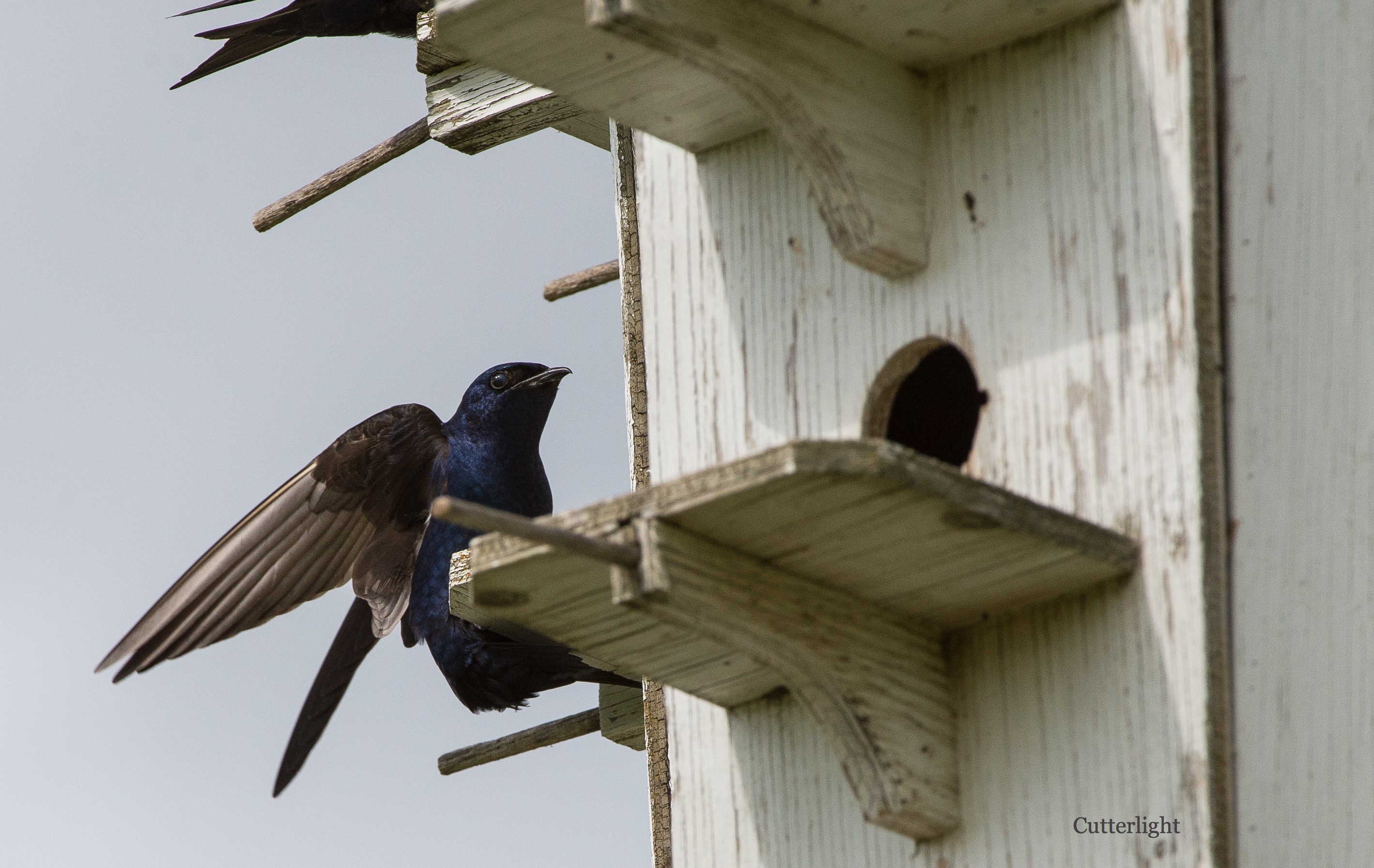 Purple Martins: The Highest-Flying Swallow | CutterLight