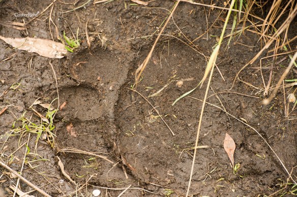 bear-track-1st-meadow-9-19-n