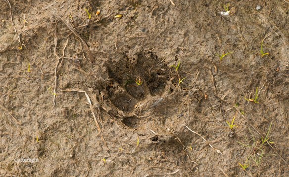 fox-track-1st-meadow-n