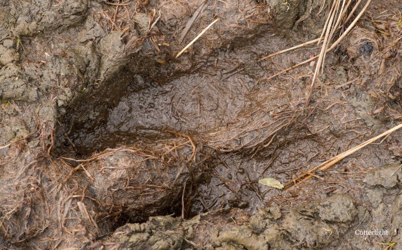 moose-track-1st-meadow-n