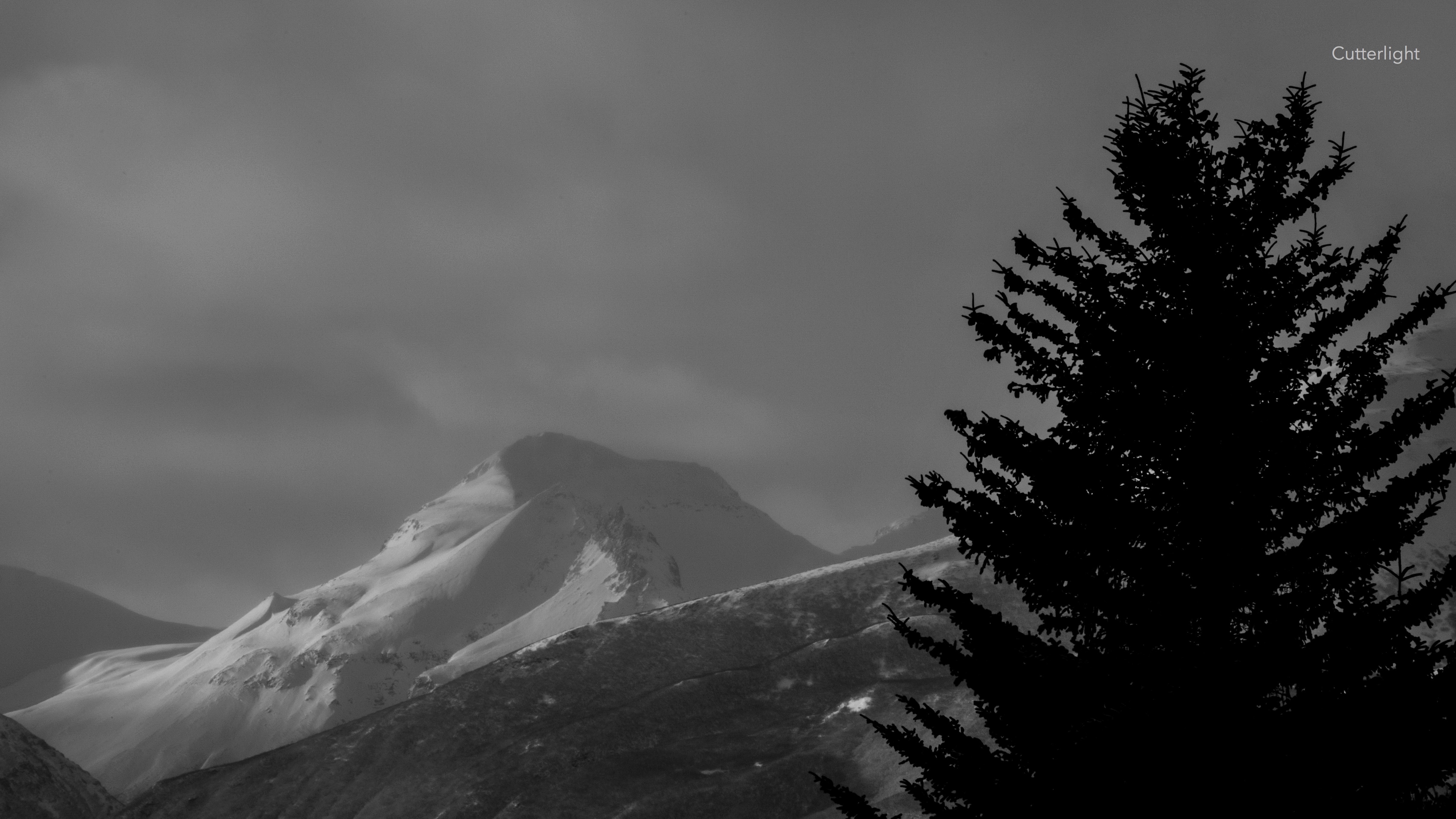 spruce-tree-w-mountain-bw-copy-n
