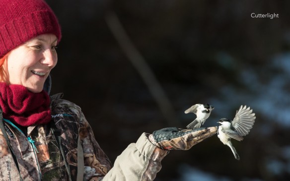 barbra-feed-chickadee-dec-2016-n