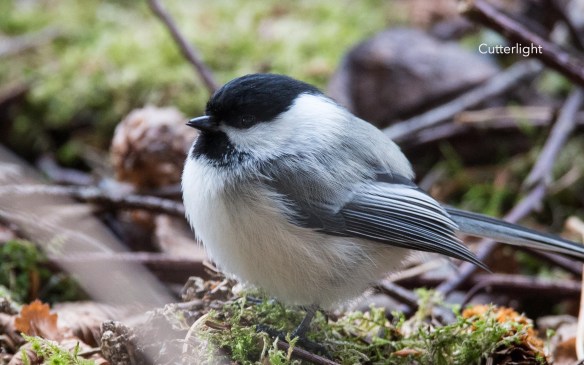 chickadee-broke-bill-jan-2017-n