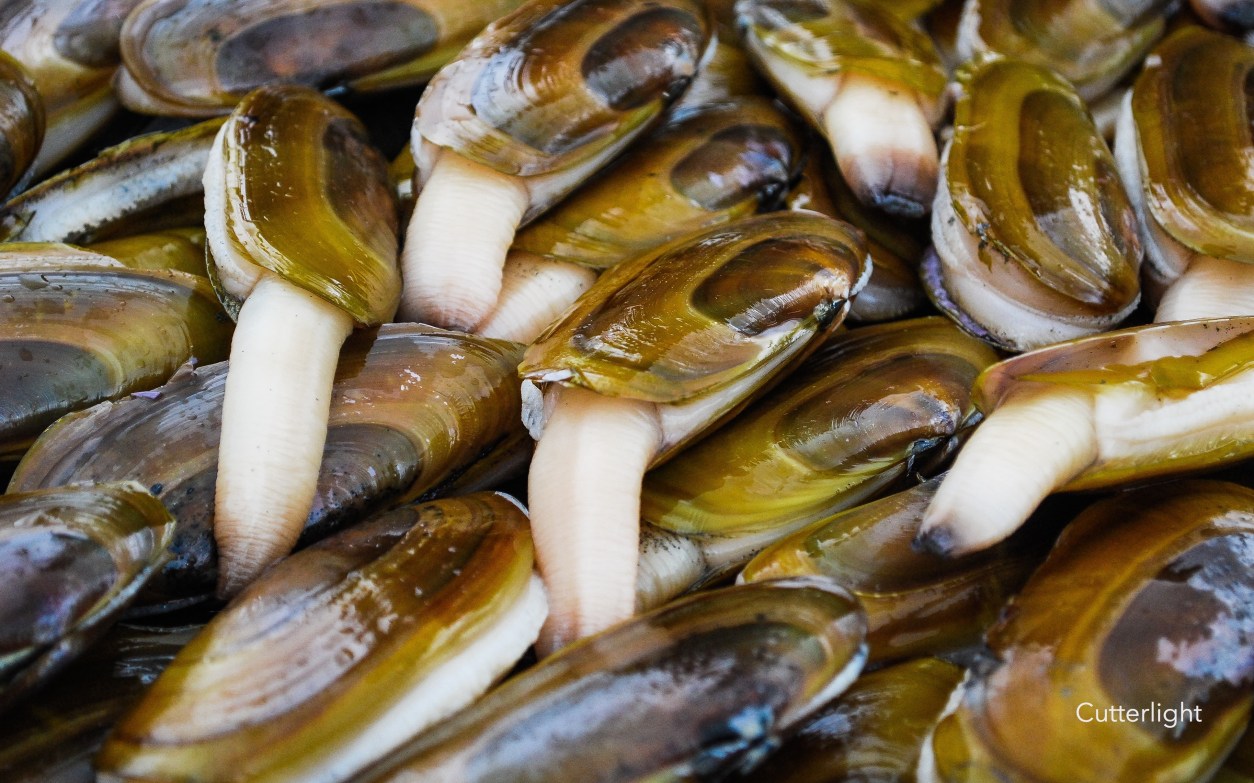 Ink and Light: Double Limits! 120 Razor Clams & lines from Steve Kowit ...
