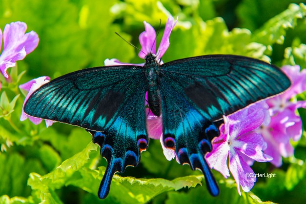 Agehachou – Asian Swallowtail Butterfly | CutterLight