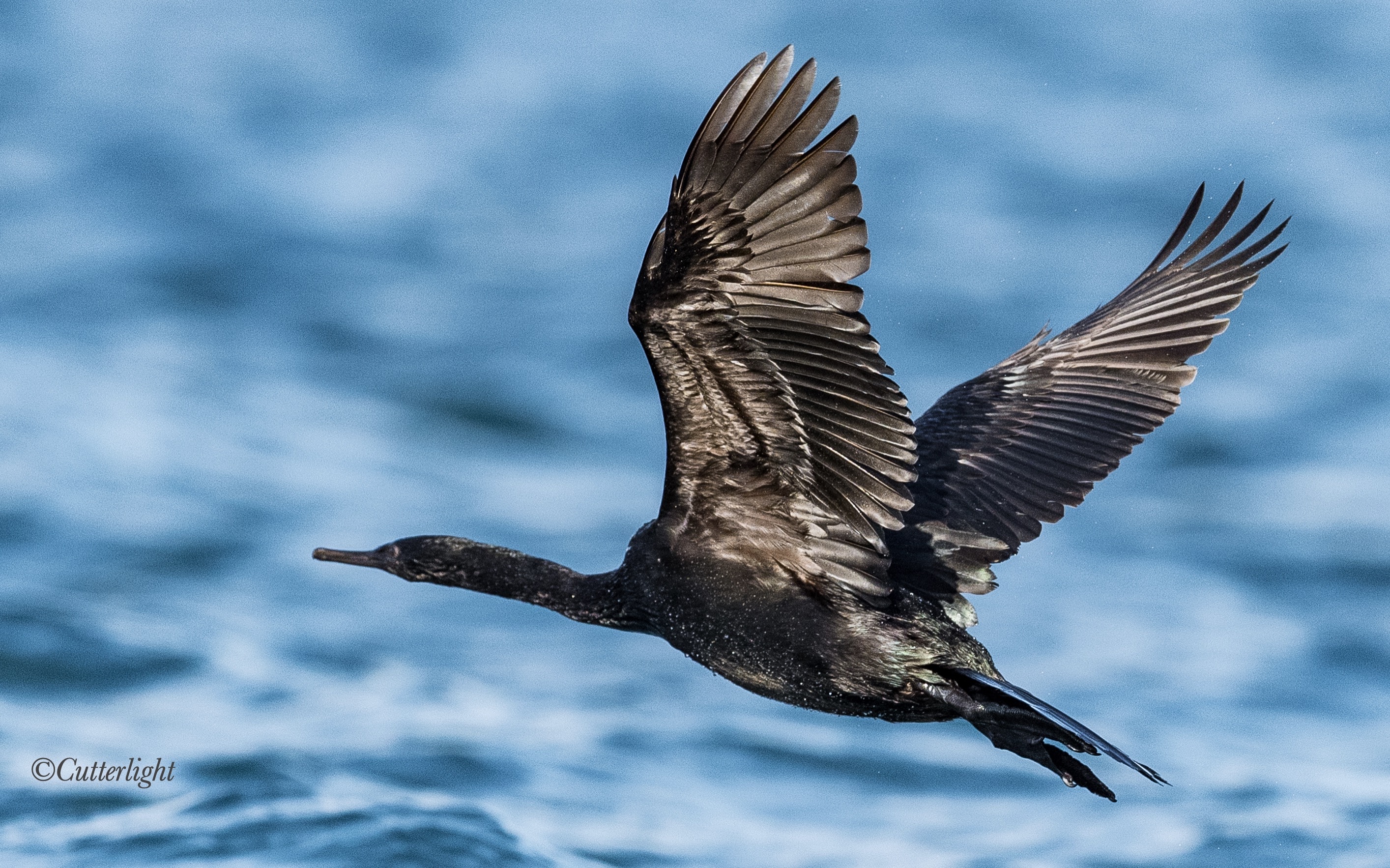 Birds of Chignik Lake: Pelagic Cormorant | CutterLight