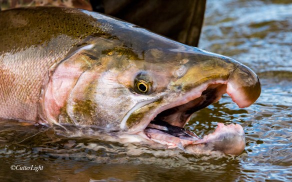 male Coho Salmon Chignik River Alaska