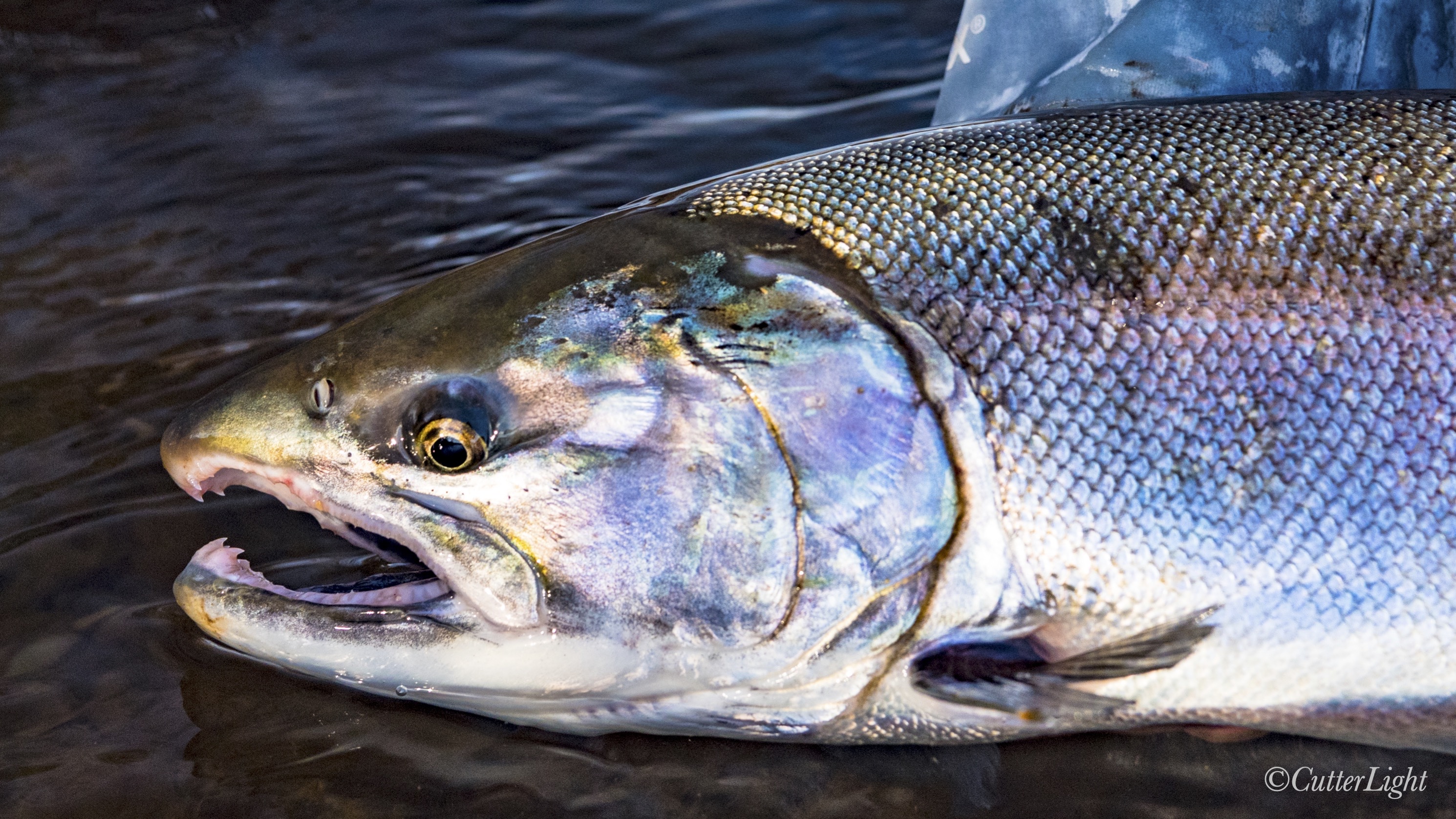 female Coho Salmon Chignik River Alaska