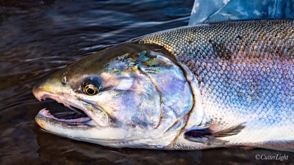 female Coho Salmon Chignik River Alaska