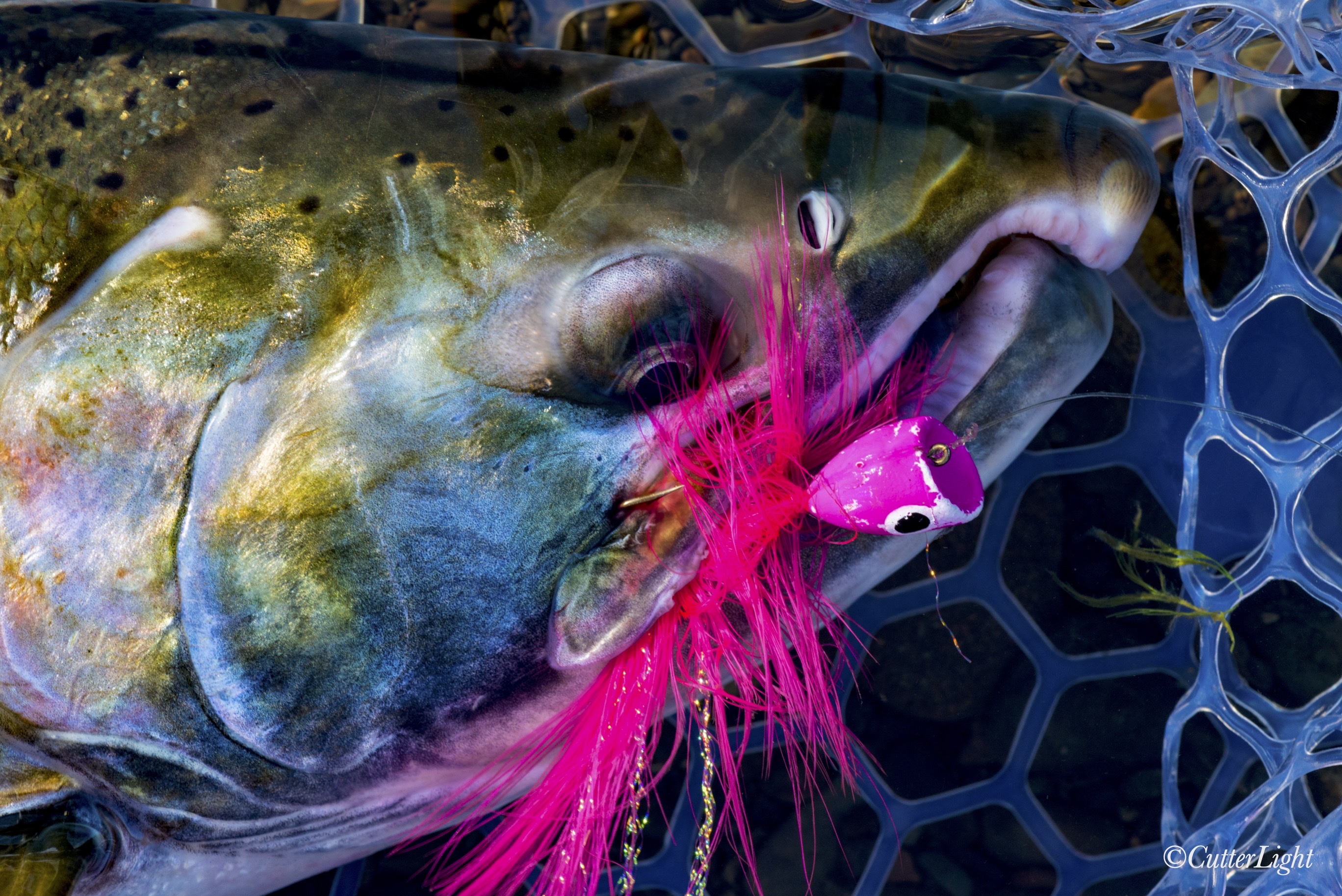 Coho Salmon Pink Popper Fly