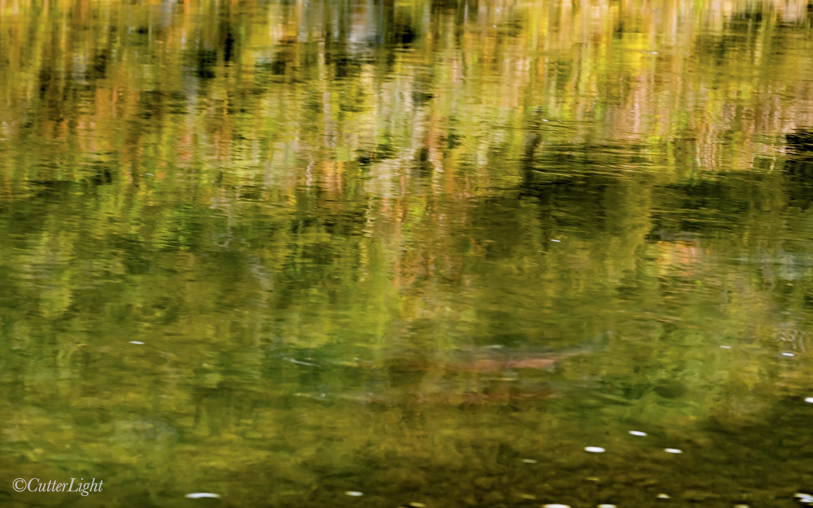 Salmon & Fall Reflection Chignik River Alaska