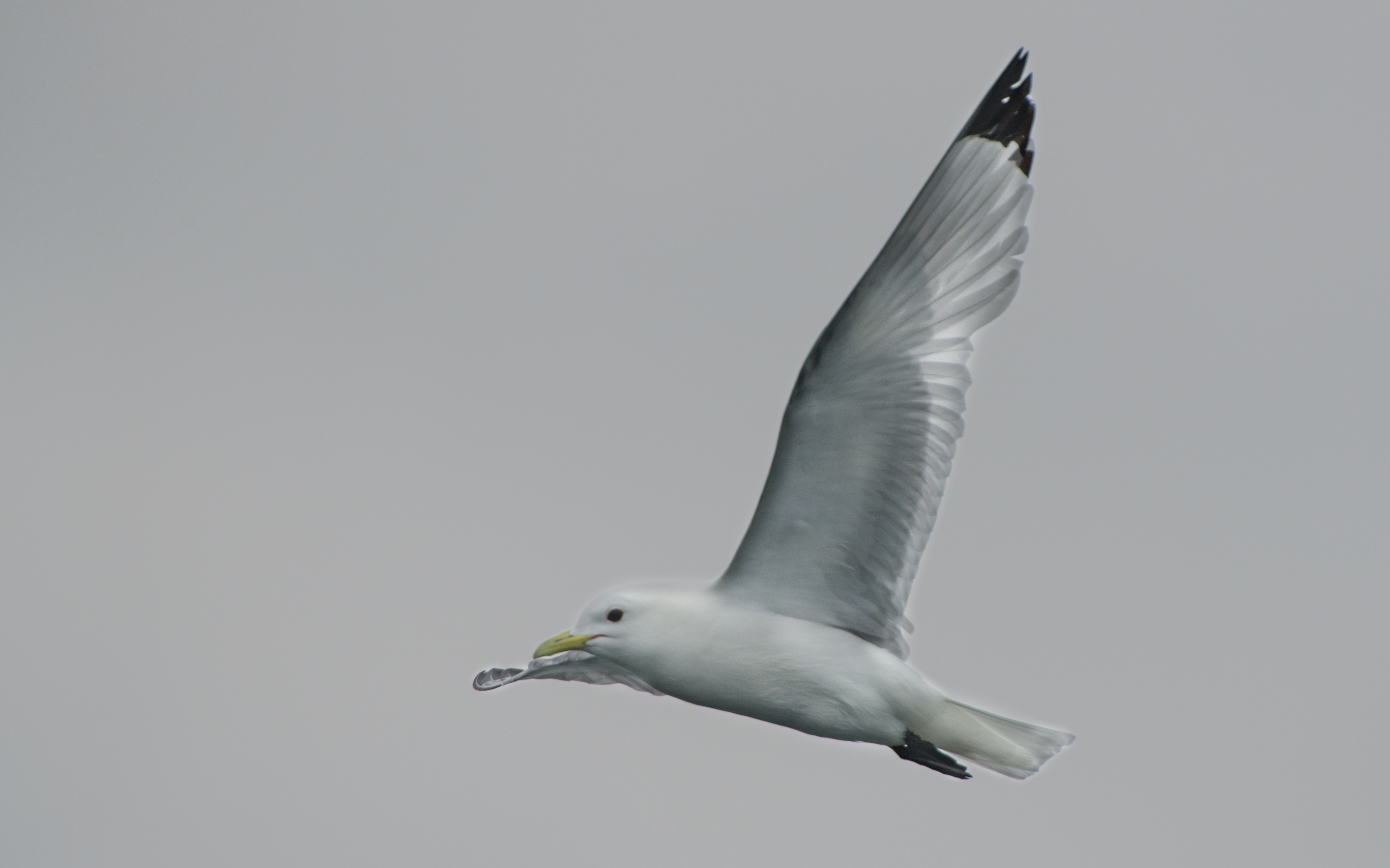 Black-legged Kittiwake flight