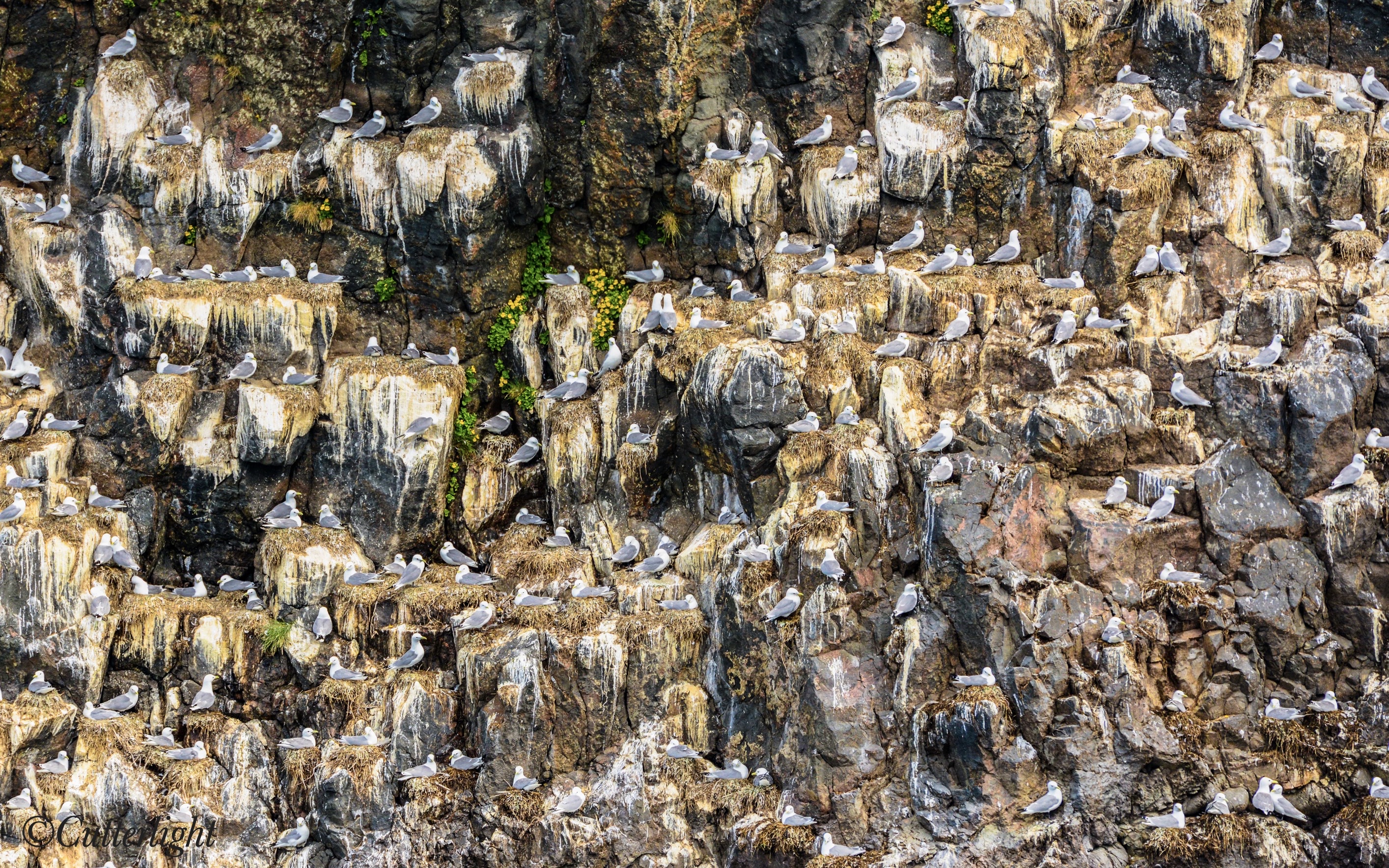 Black-legged Kittiwake nesting