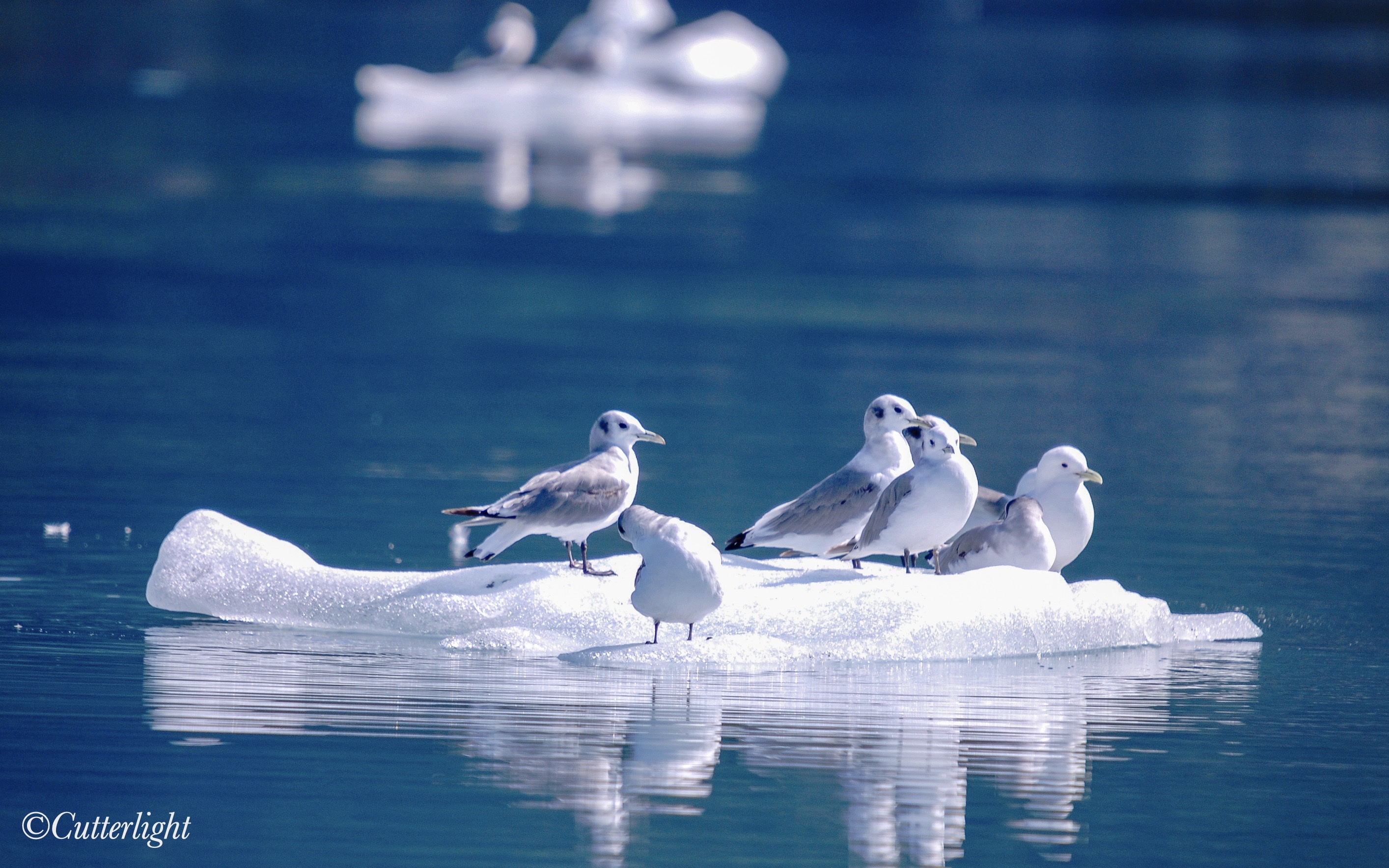 Black-legged Kittiwake nonbreeding plumage Kenai Fjords