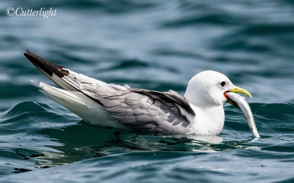 Black-legged Kittiwake with herring