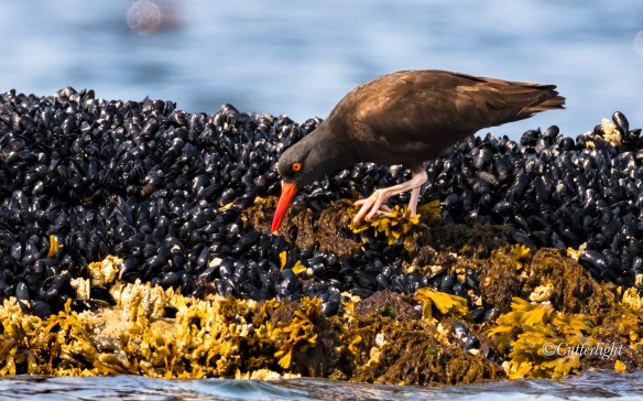 black oystercatcher foraging mussel bed