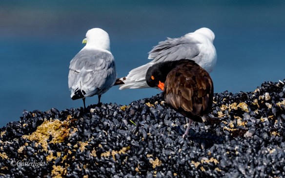black oystercatcher with kittiwakes