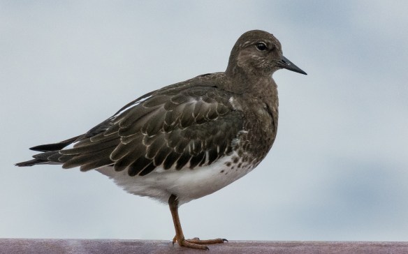 black turnstone Chignik Lagoon
