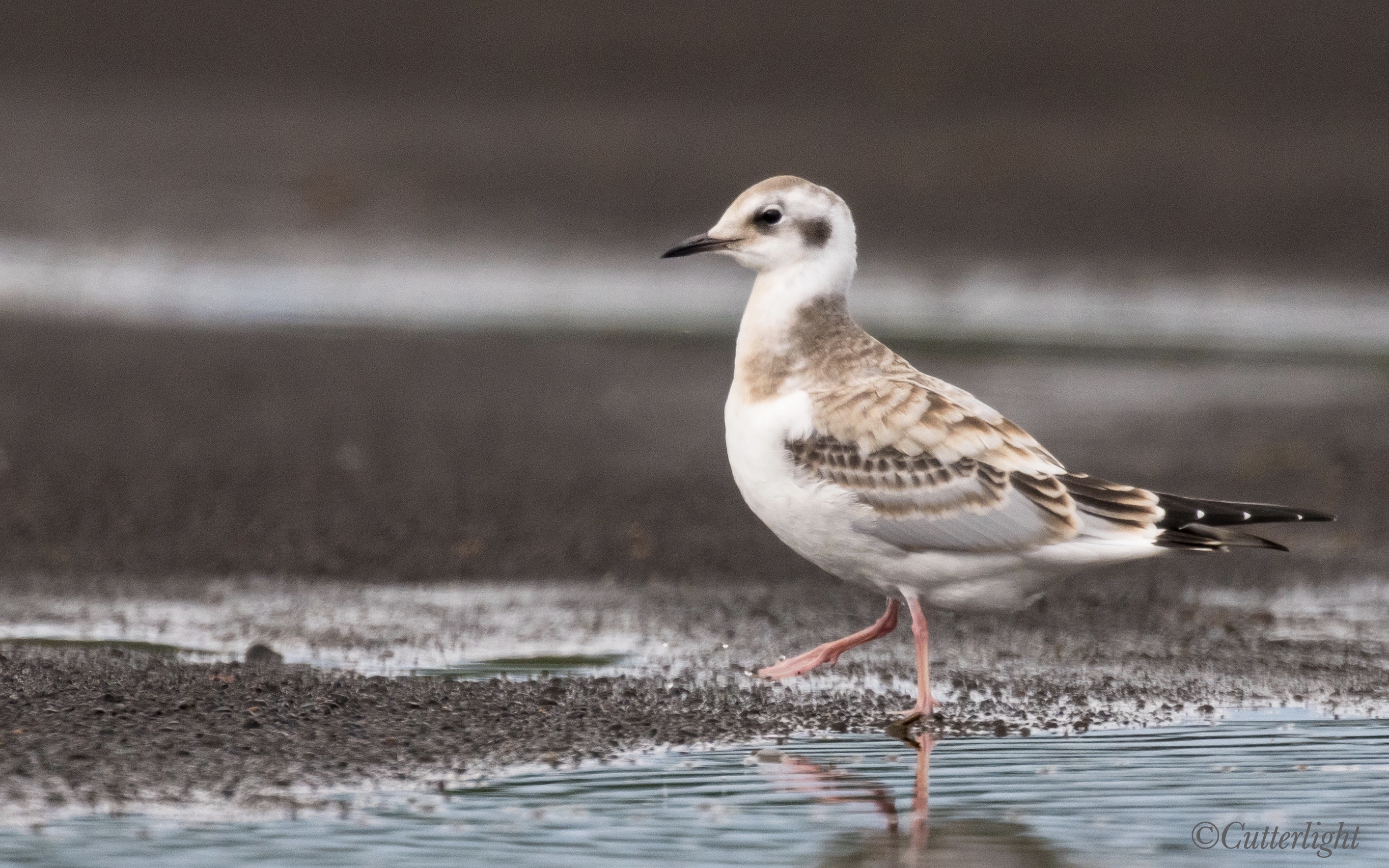 Chignik Bonaparte's gull juvenile