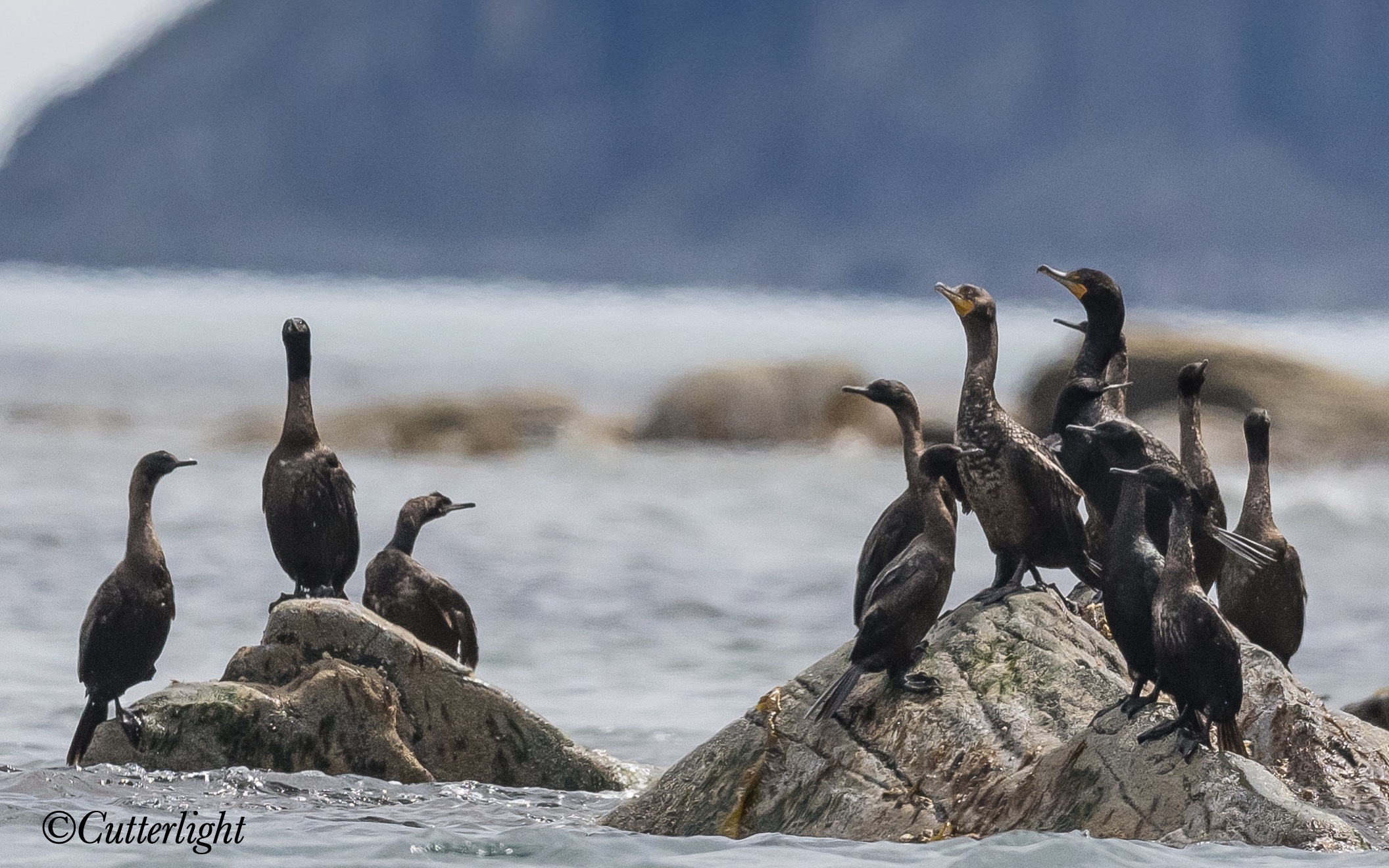 Chignik Double-crested cormorant