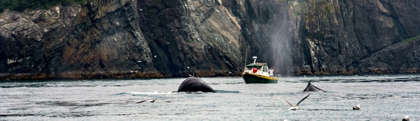 Alaska Gulf Whale Watching