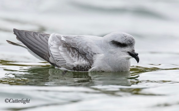 fork-tailed storm petrel 