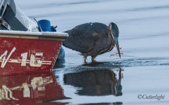 Great Blue Heron catching Dolly Varden