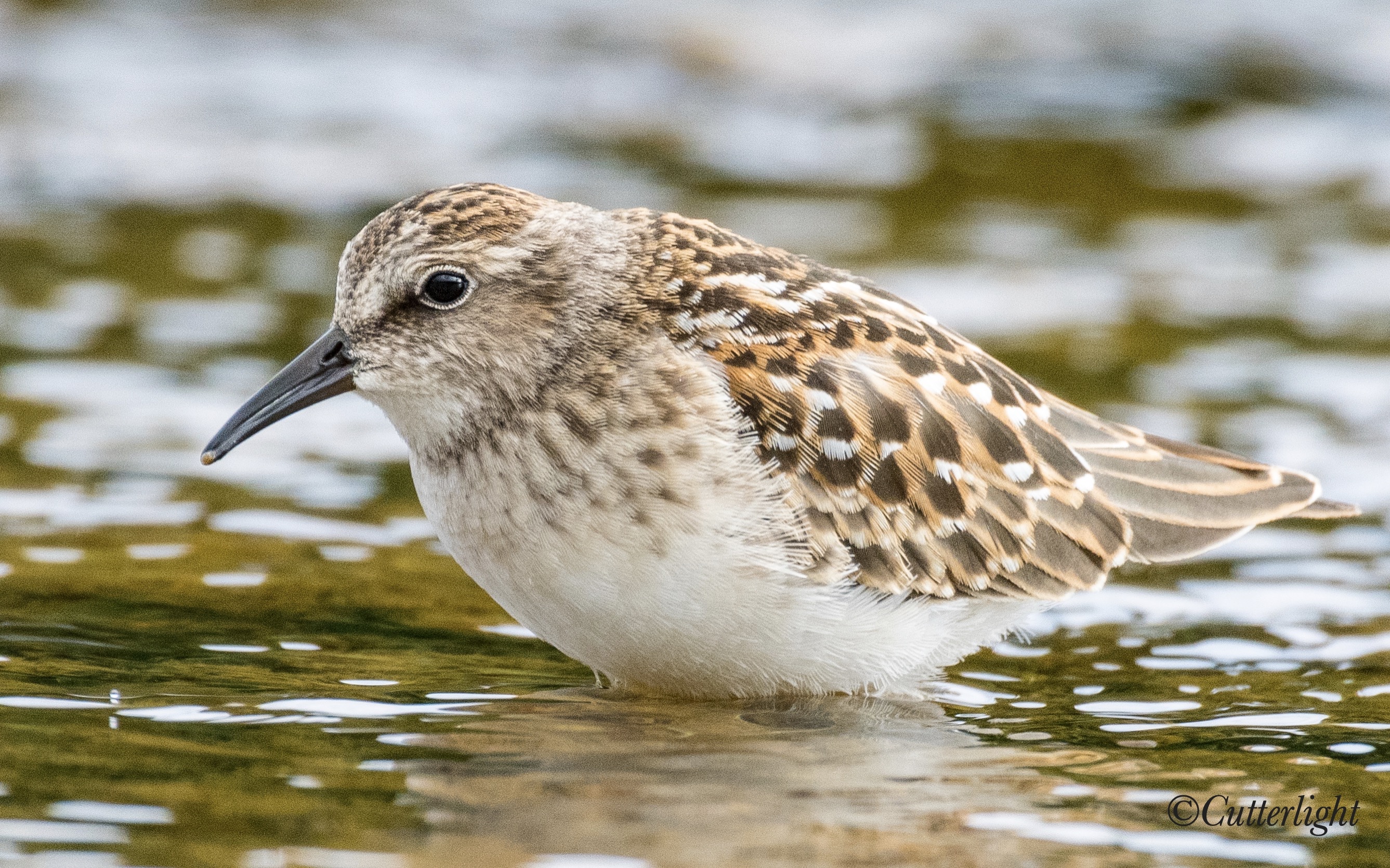 least sandpiper feeding