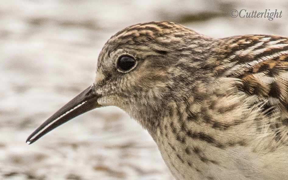 least sandpiper serrated bill