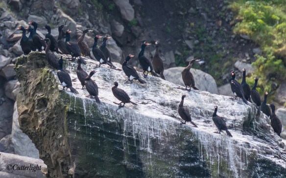 Chignik red-faced cormorant