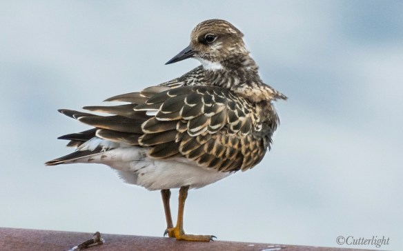 Chignik Lagoon Ruddy Turnstone