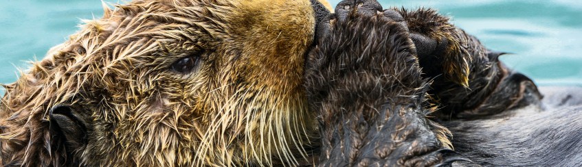 Sea Otter Close-up