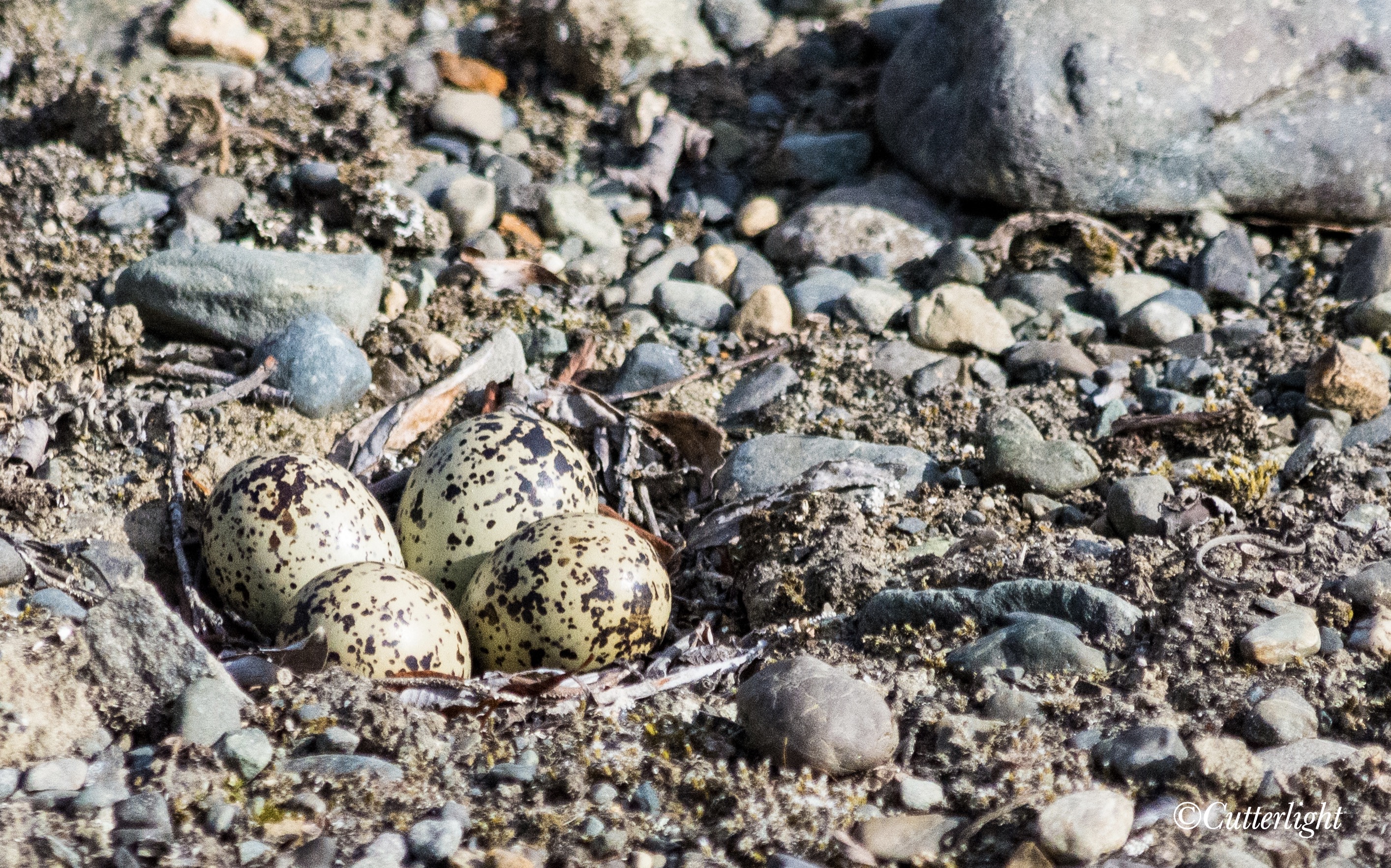 Birds of Chignik Lake: Semipalmated Plover | CutterLight