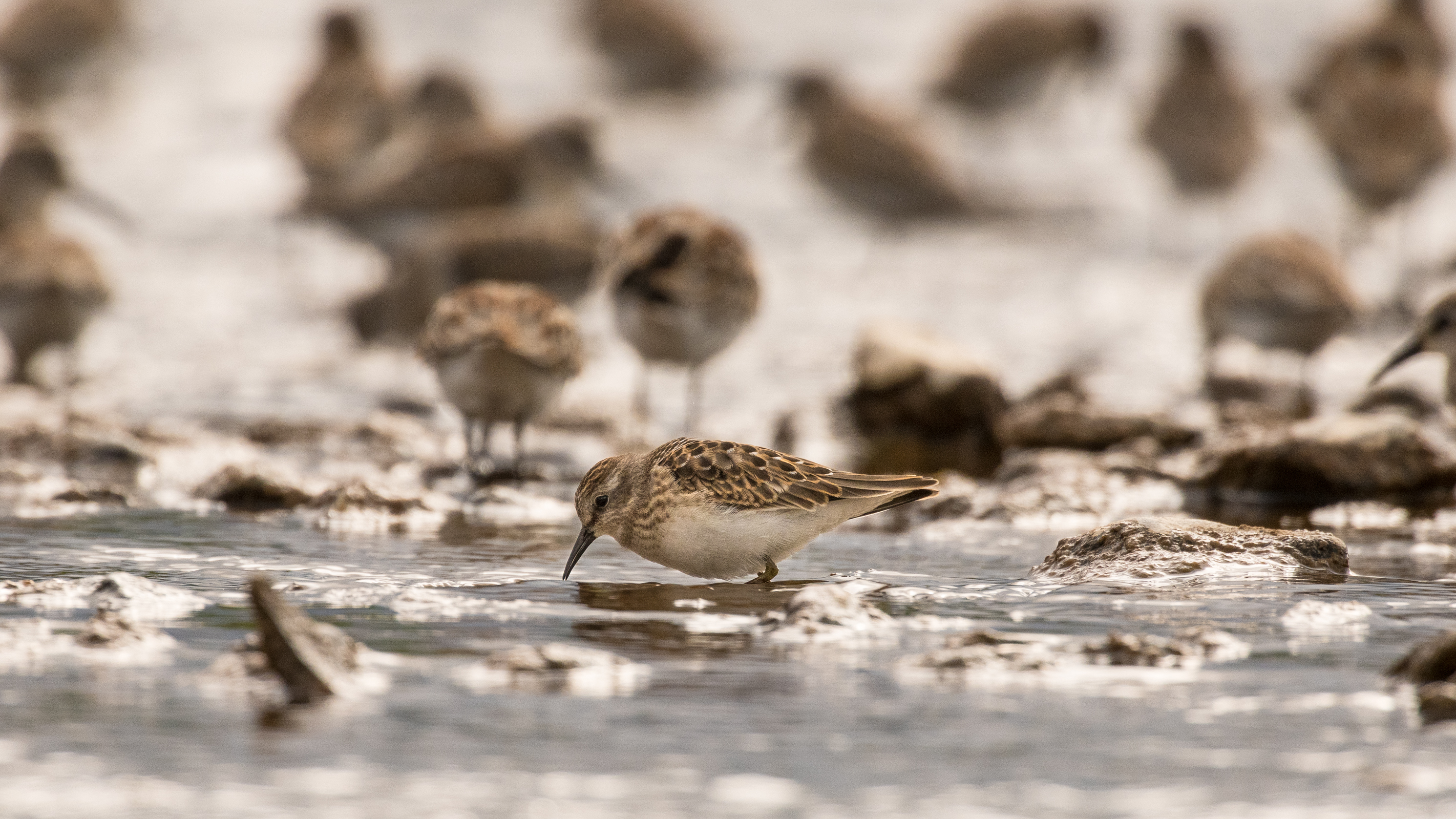 western sandpipers chignik river