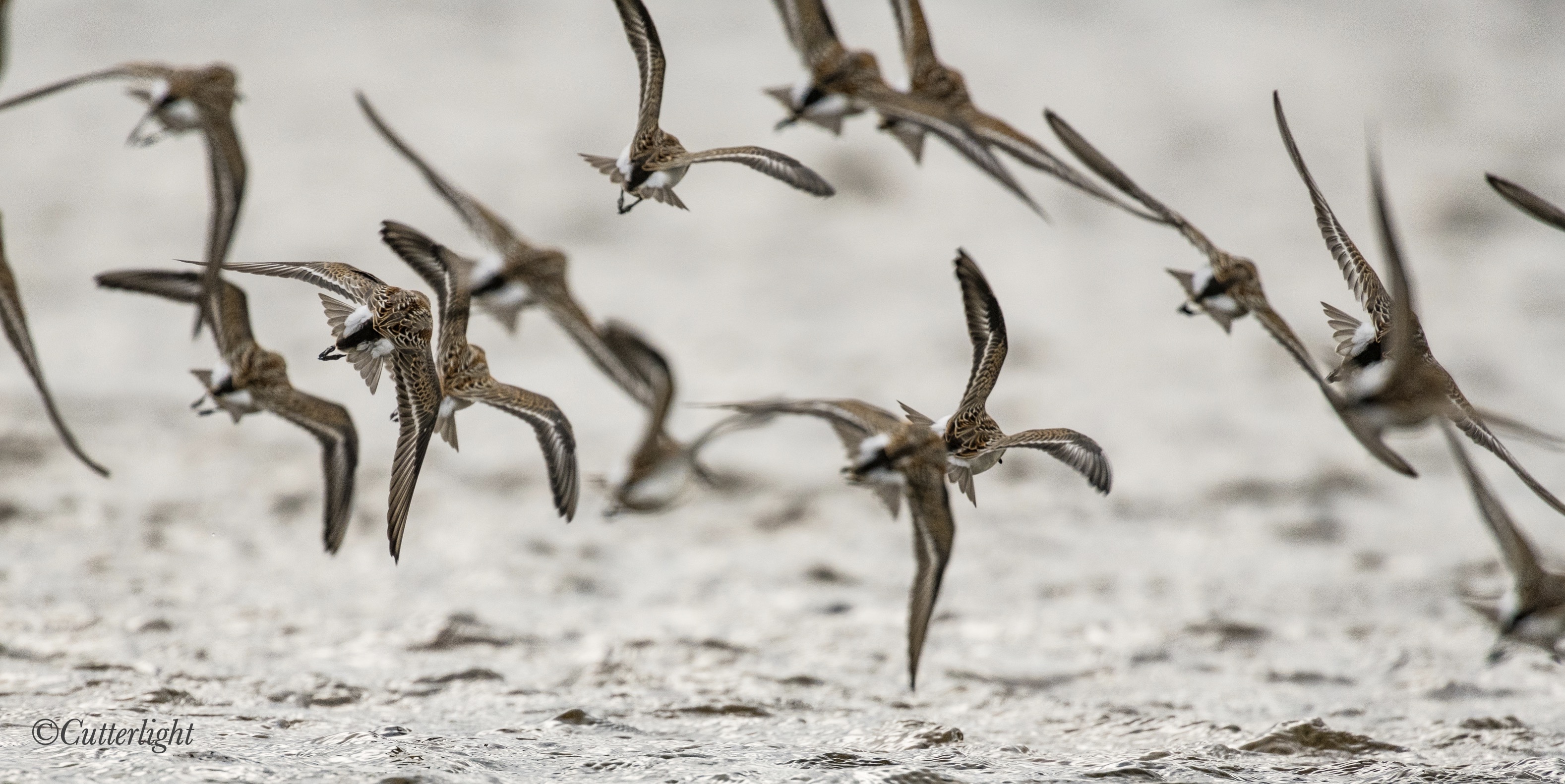 Western Sandpipers flight Chignik River
