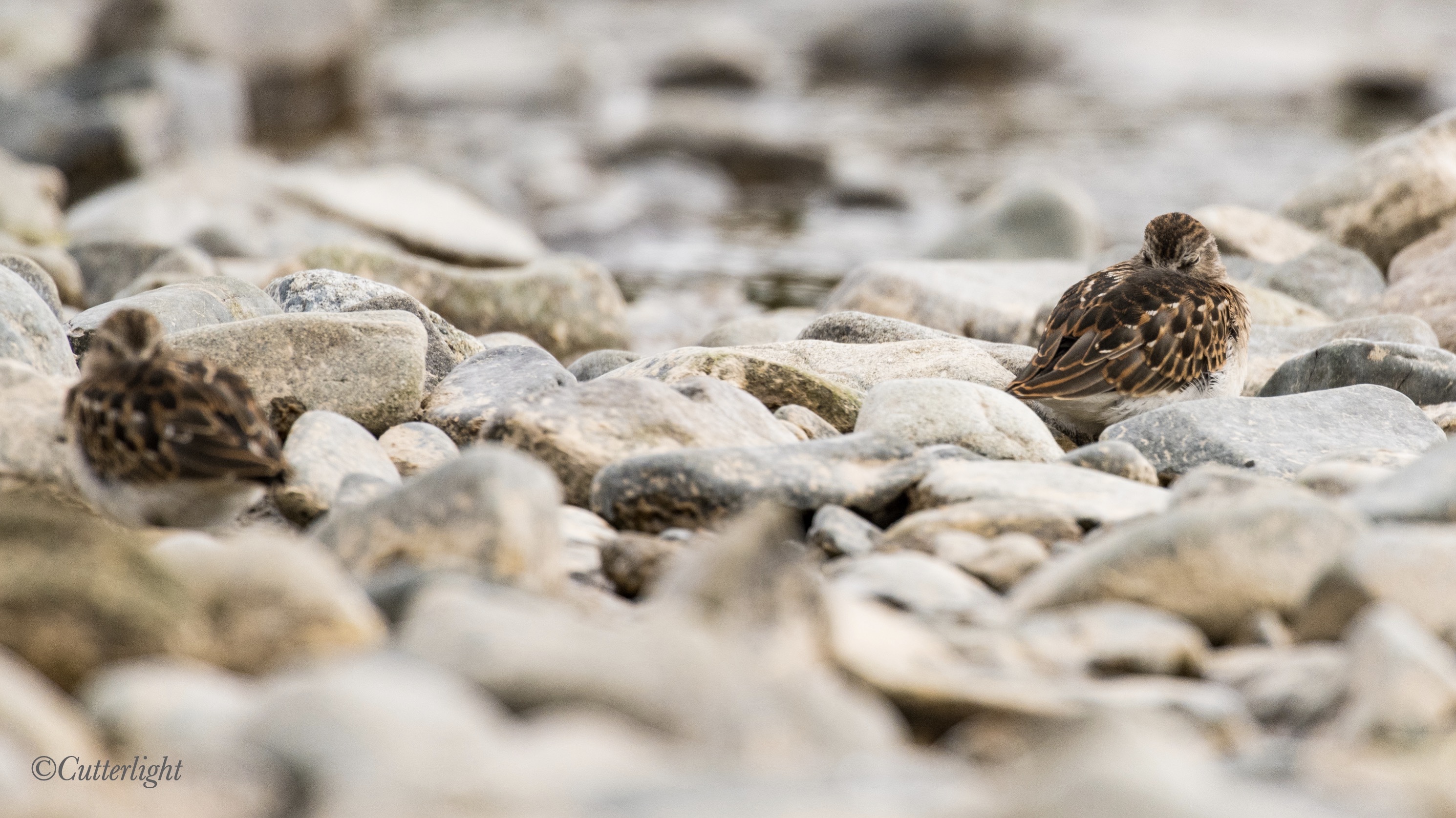 western sandpiper sleeping Chignik River