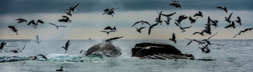 Humpback Whales Bubble Feeding Alaska Gulf