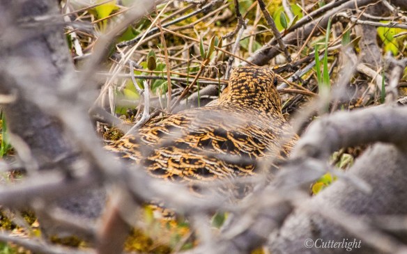 Willow Ptarmigan hen on nest