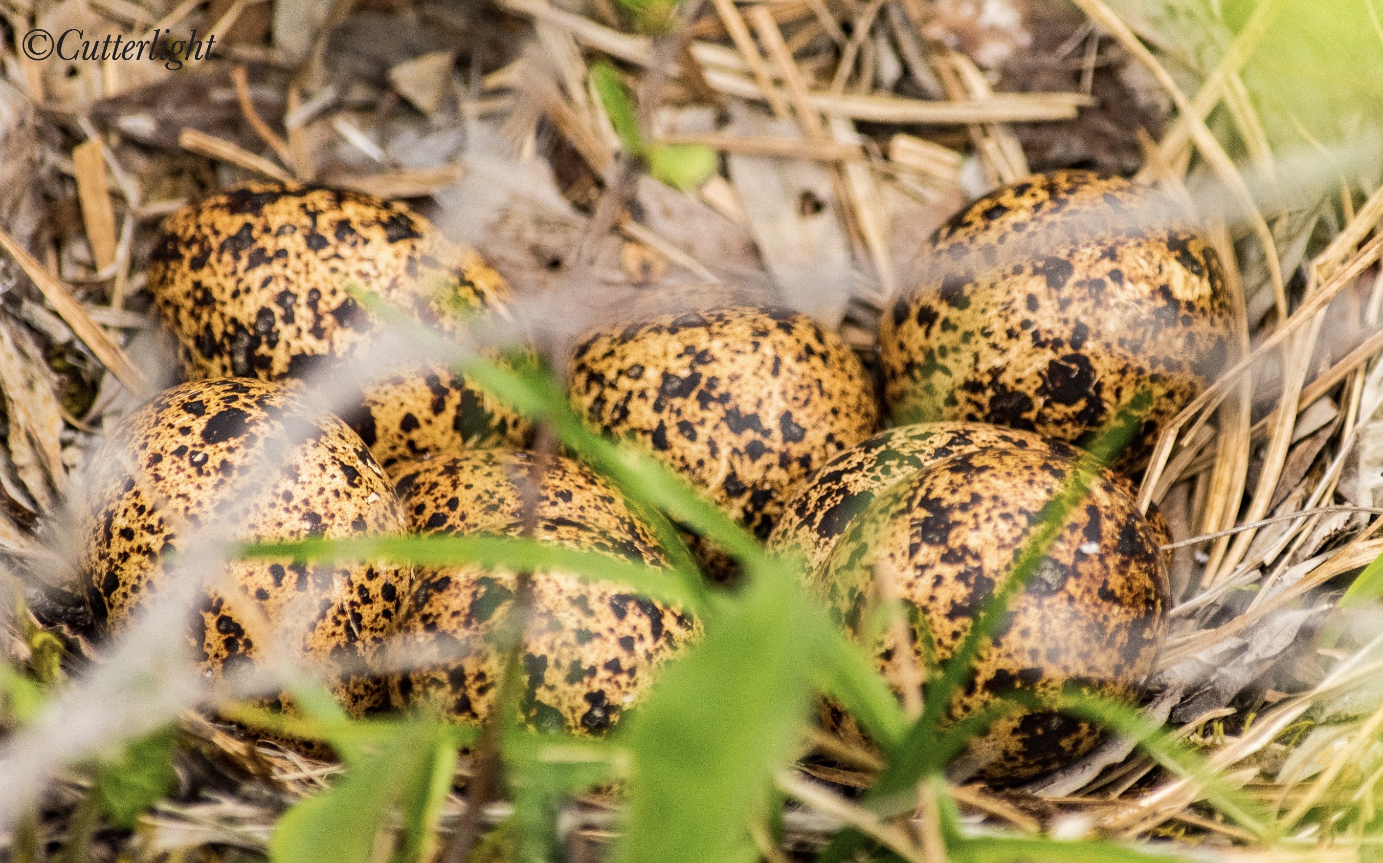 Willow Ptarmigan nest eggs