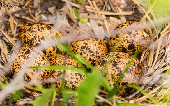 Willow Ptarmigan nest eggs