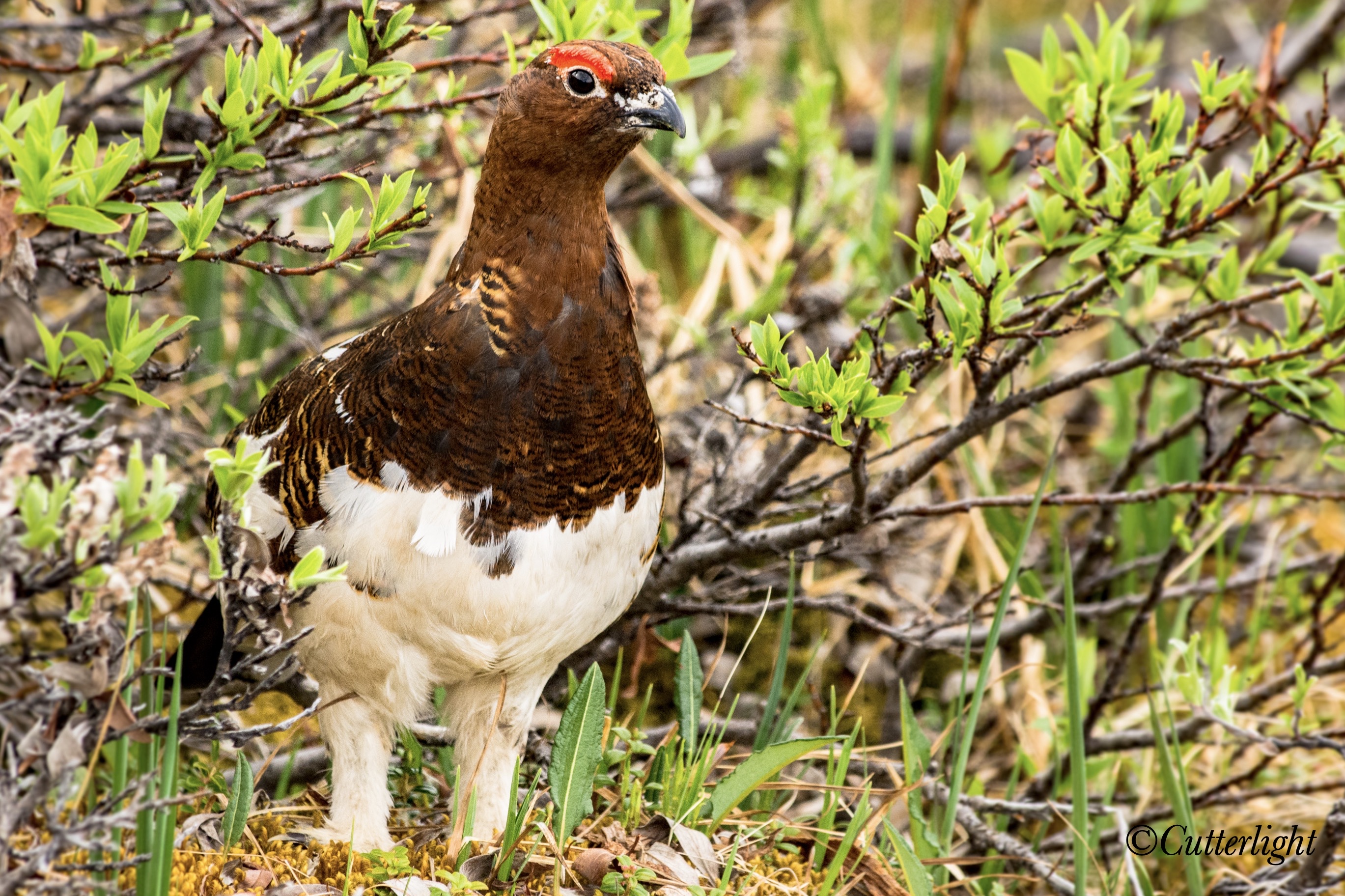 Willow Ptarmigan male