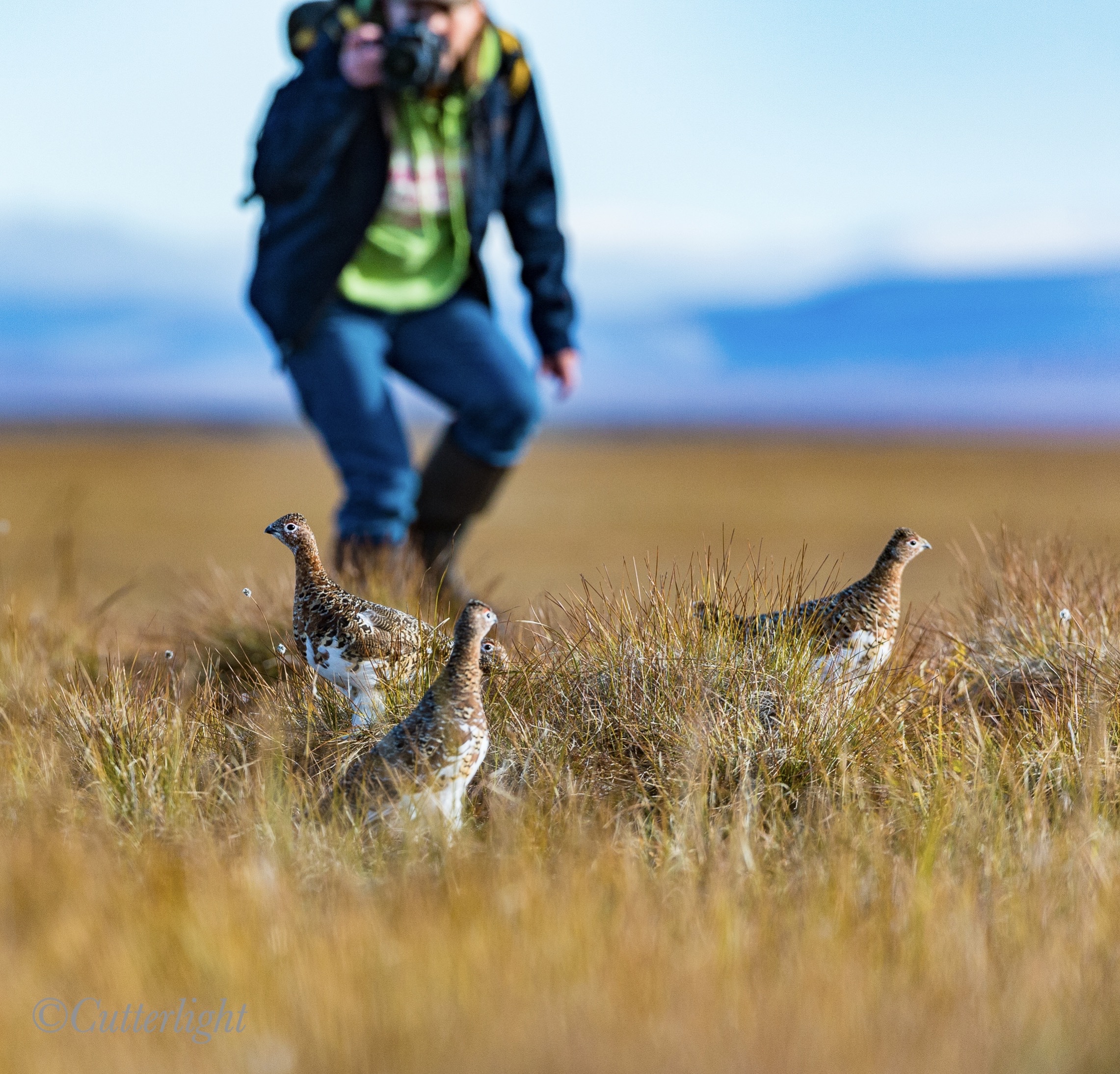 Willow Ptarmigan unwary