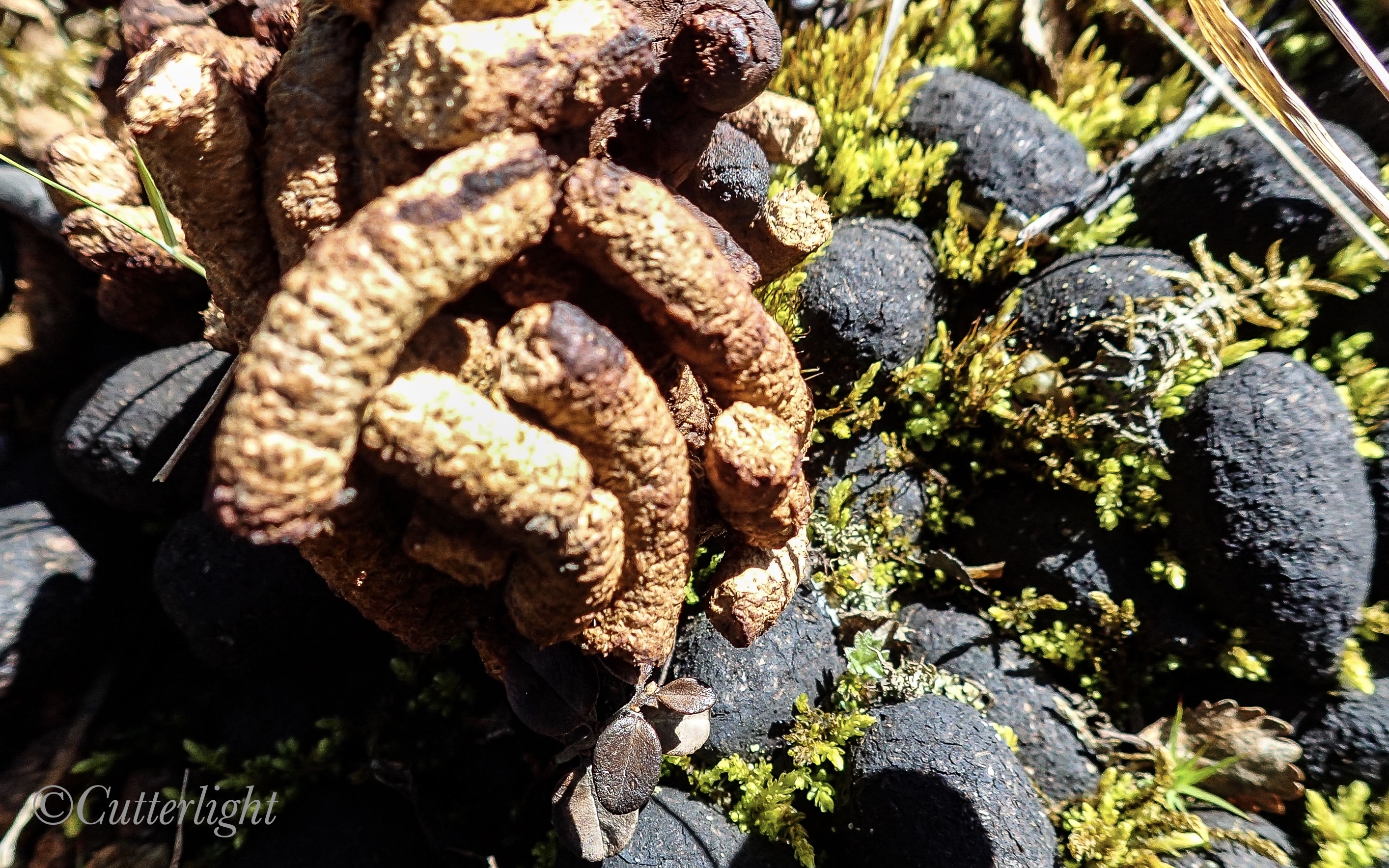 willow ptarmigan scat