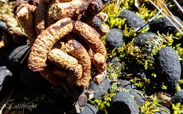 willow ptarmigan scat