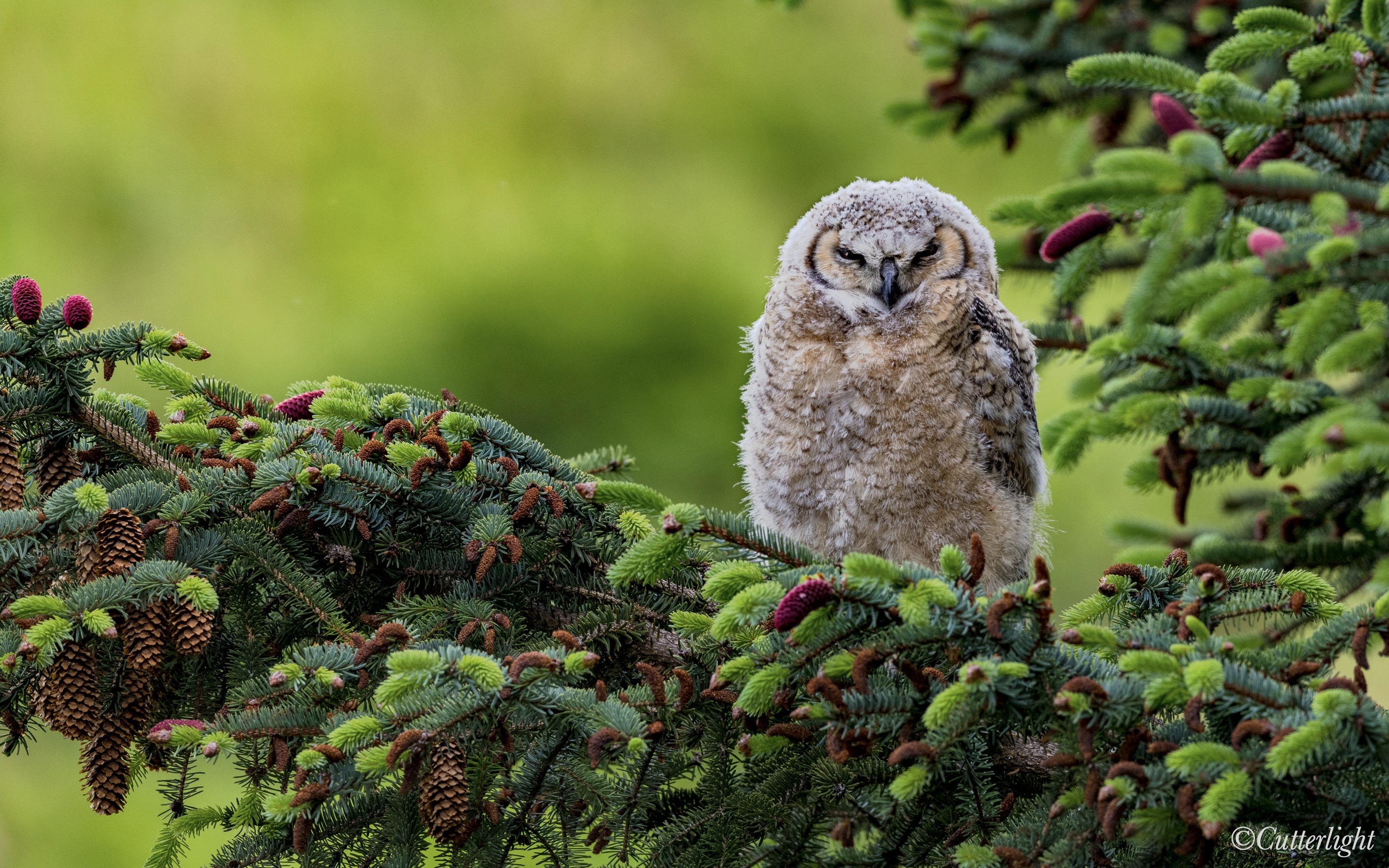 Great Horned Owl Chick Chignik Lake Alaska