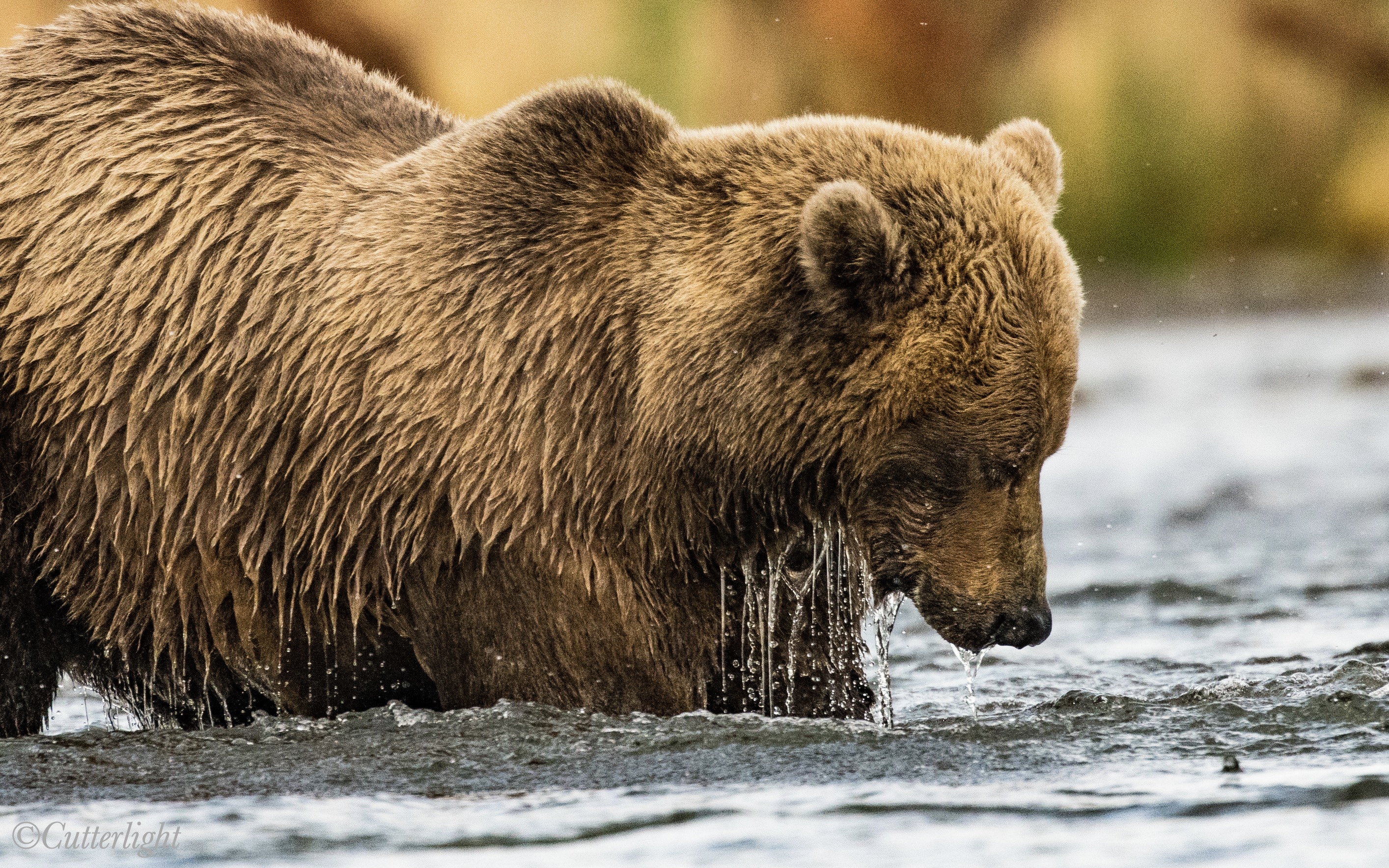 Brown Bear Chignik Alaska