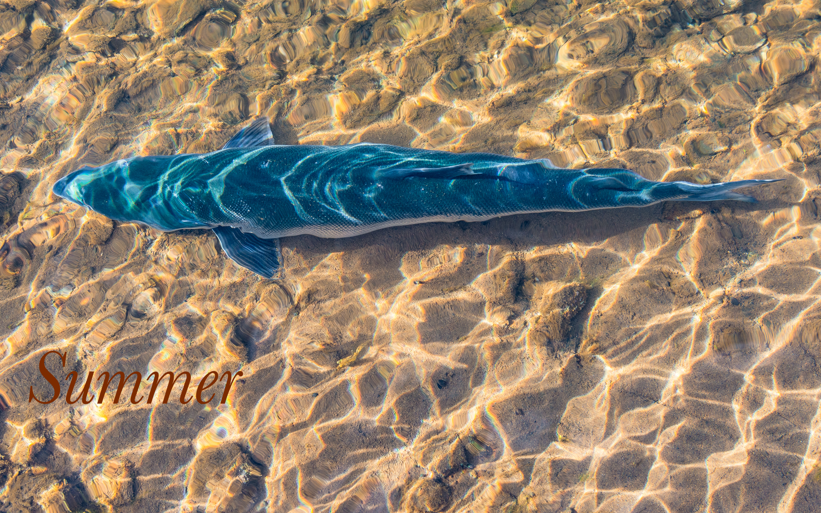Chignik Blueback Sockeye