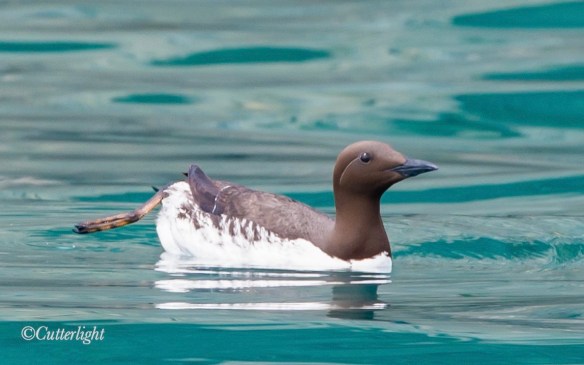 Common Murre Alaska Gulf