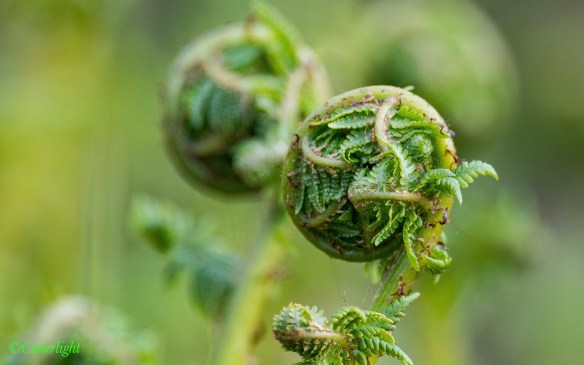 Chignik Lake Fiddlehead Fern