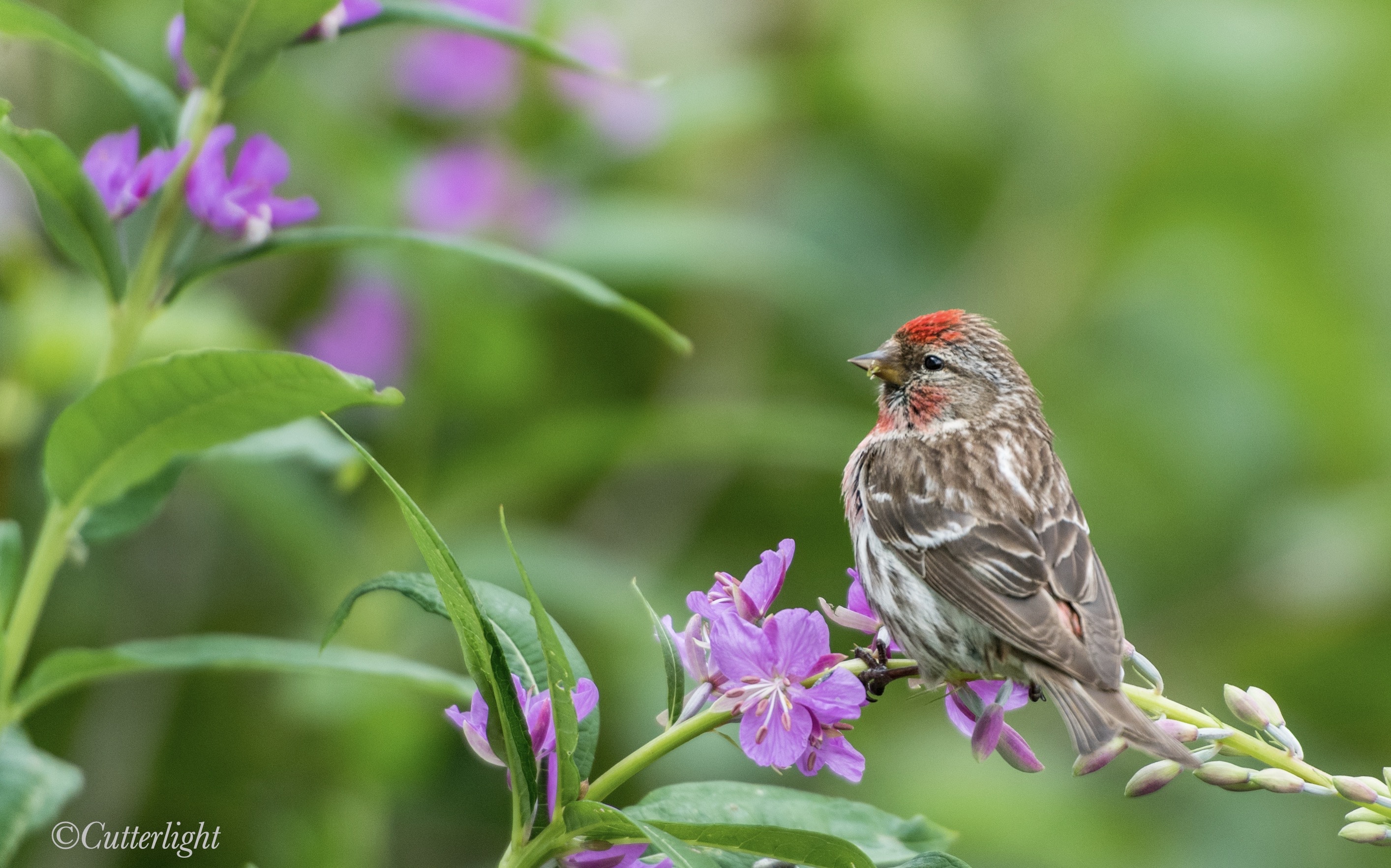 Redpoll Fireweed Chignik Lake